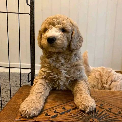 Goldendoodle-Welpen