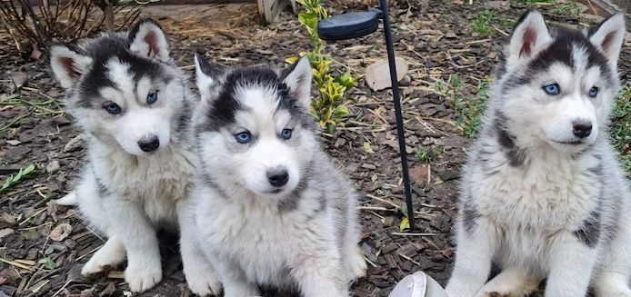 Siberian Husky Welpen abzugeben mit Papieren
