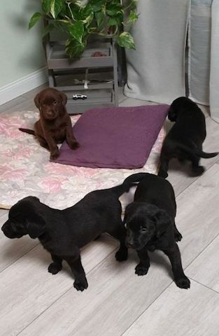 Superkleine Erhältlich Labradorwelpen