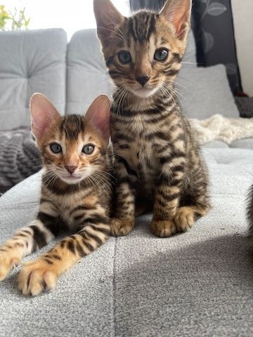 Traumhafte Superkleine Erhältlich  BengalKatzen