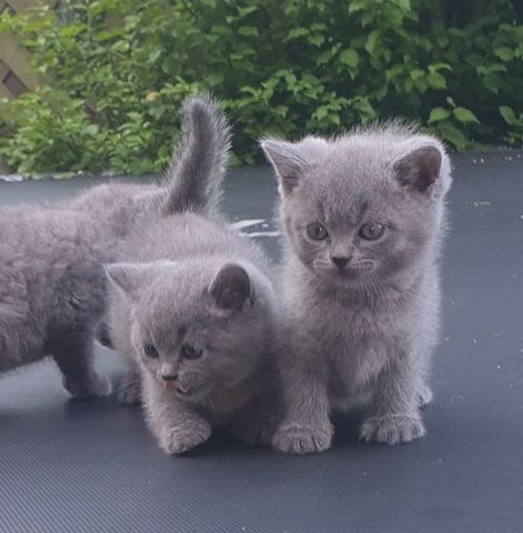 Erhältlich Britisch Kurzhaar (BKH) Katzenkinder mit Papieren