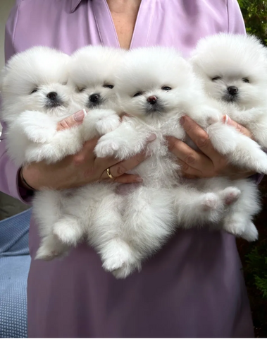 Mini Pomeranian Zwergspitz weiß - creme Welpen aus Deutscher Zucht