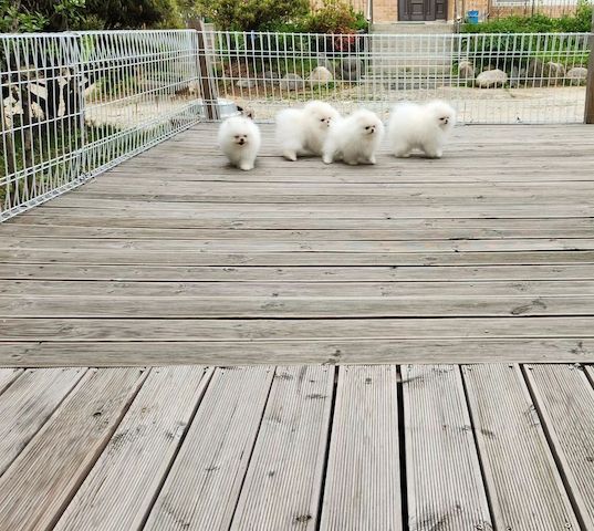 Mini Pomeranian Zwergspitz weiß - creme Welpen aus Deutscher Zucht
