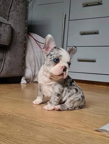 Französische Bulldoggenwelpen