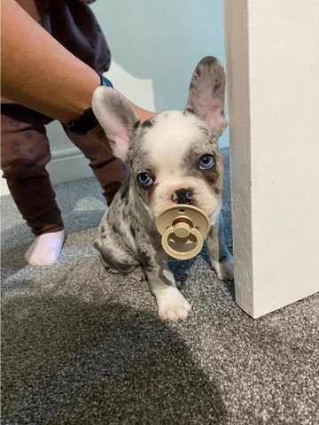 Französische Bulldoggenwelpen