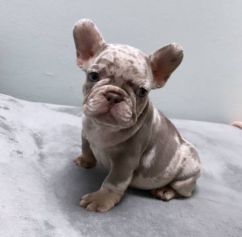 Französische Bulldoggenwelpen