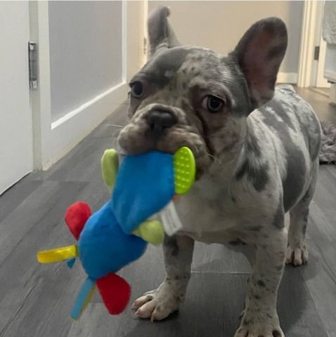 Französische Bulldoggenwelpen