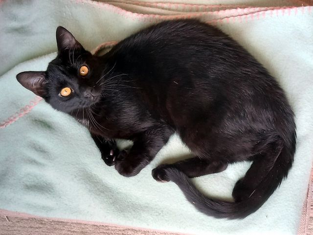 DIESEL - möchte wieder durchstarten