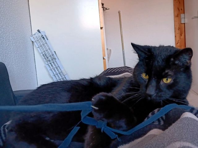 DIESEL - möchte wieder durchstarten