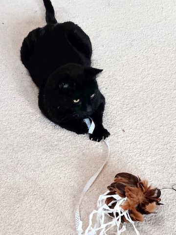 DIESEL - möchte wieder durchstarten