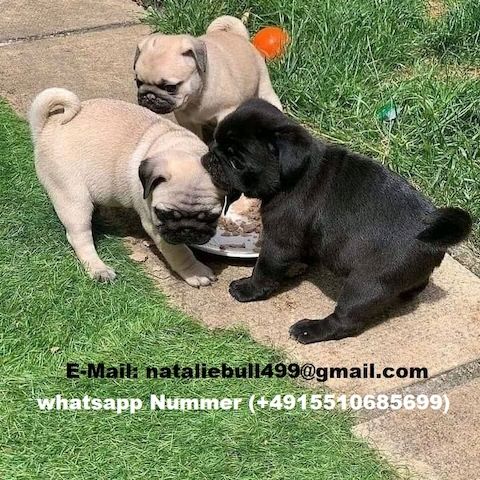 Mops Welpen Schwarz Und Beige .