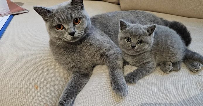 Ich habe vier Britisch Kurzhaar-Kätzchen.