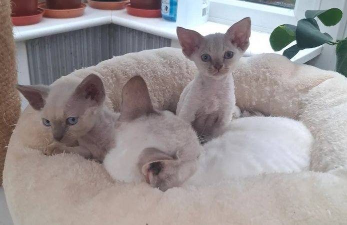 wunderschöne Devon Rex-Kätzchen