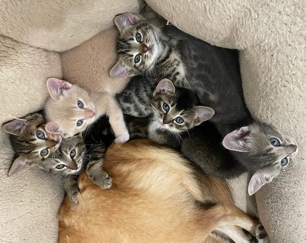 Munchkin-Kätzchen – nur noch 2 verfügbar