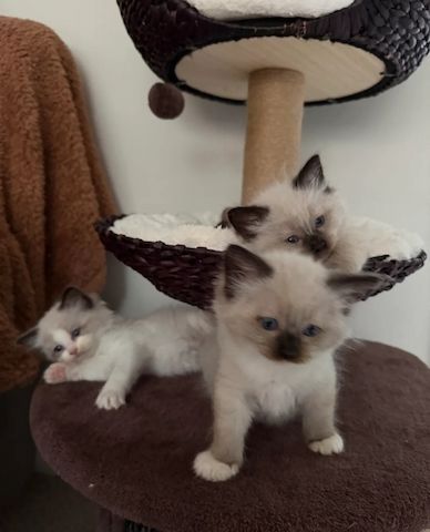 ragdoll kittens