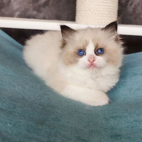 Entzückende Ragdoll-Kätzchen