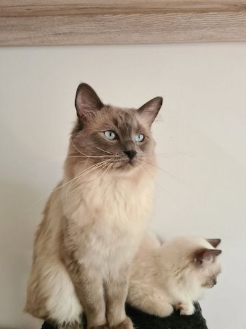 Ragdoll kittens with pedigree ready for pickup!