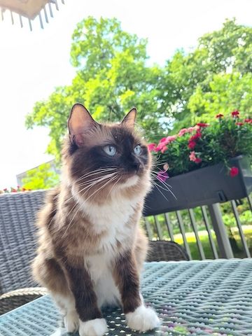 Ragdoll kittens with pedigree ready for pickup!