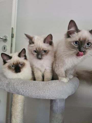 Ragdoll kittens with pedigree ready for pickup!