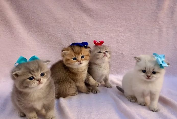 blau-goldenes Britisch Kurzhaar