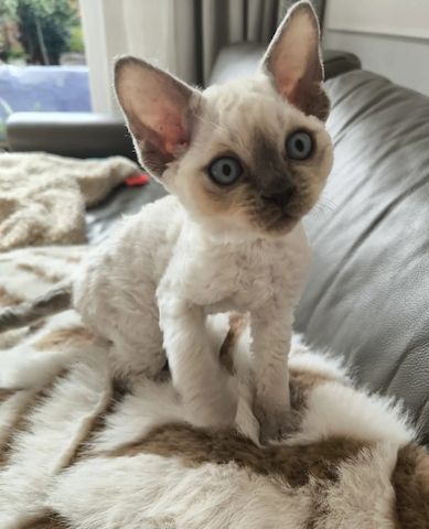 RESERVIERT💙Blue Point Devon Rex Kätzchen
