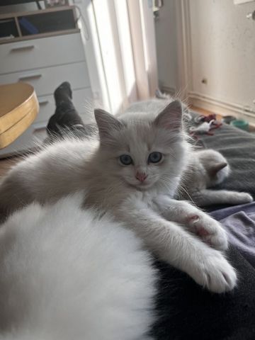 Ragdoll x Birma Kitten