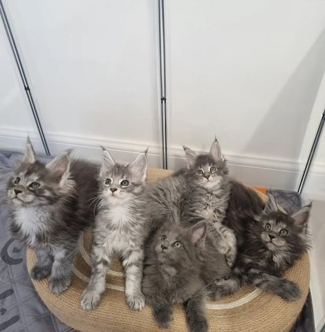 Reinrassige Maine-Coon-Kätzchen in King Size