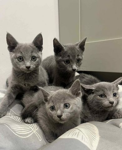 Atemberaubende GCCF Russisch Blau Kätzchen