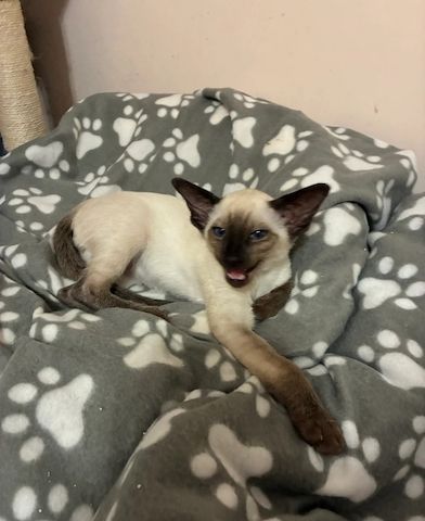 reinrassige Ragdoll-Kätzchen