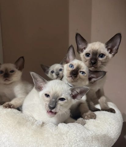 1 liebevolle Siamkatze verfügbar