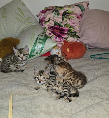 4 wunderschöne reinrassige Bengal-Kätzchen