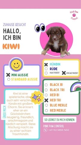 Miniature Australian Shepherd-Welpen 