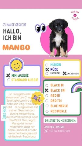 Miniature Australian Shepherd-Welpen 