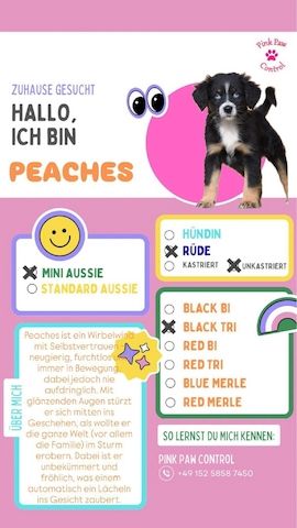 Miniature Australian Shepherd-Welpen 