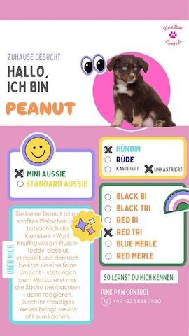 Miniature Australian Shepherd-Welpen 