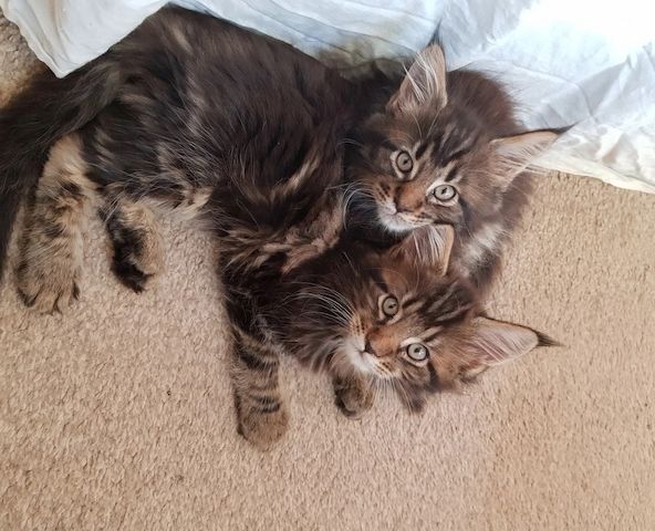 Maine-Coon-Kätzchen ab sofort abgabebereit