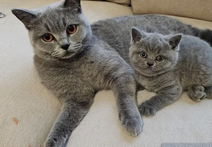 Ich habe vier Britisch Kurzhaar-Kätzchen.