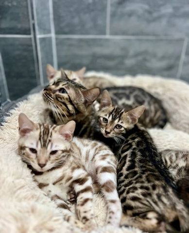 Bengalkätzchen zu verkaufen