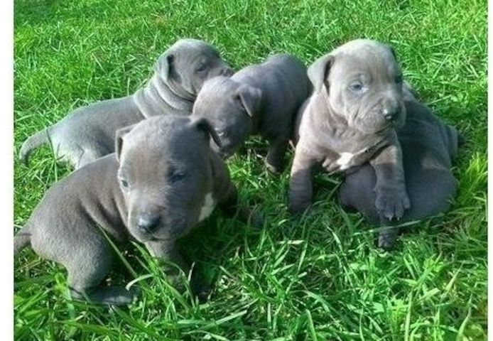 American Pitbull Terrier blueline welpen
