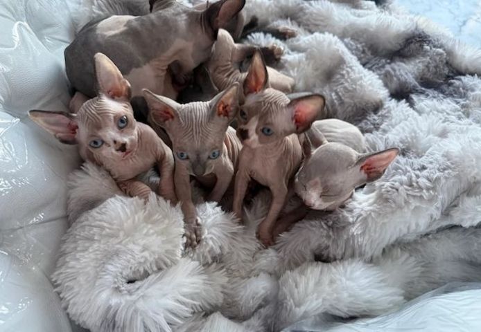 Sphynx-Kätzchen (Kanadische Rasse)