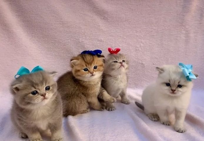 blau-goldenes Britisch Kurzhaar