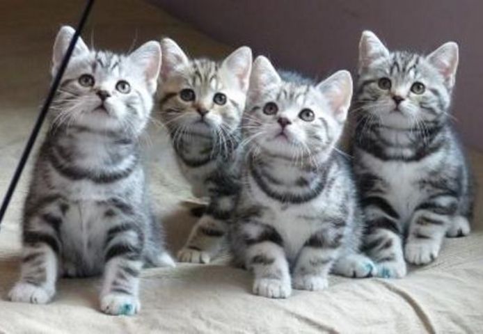 Scottish fold Kätzchen