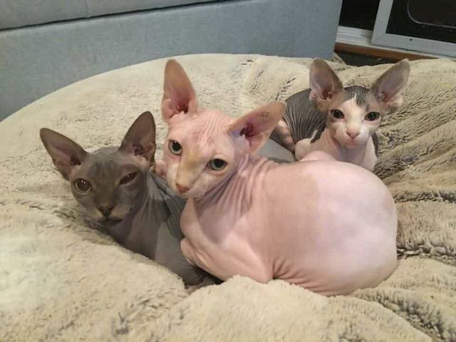 Sphynx Kätzchen
