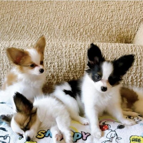 Papillon Puppies