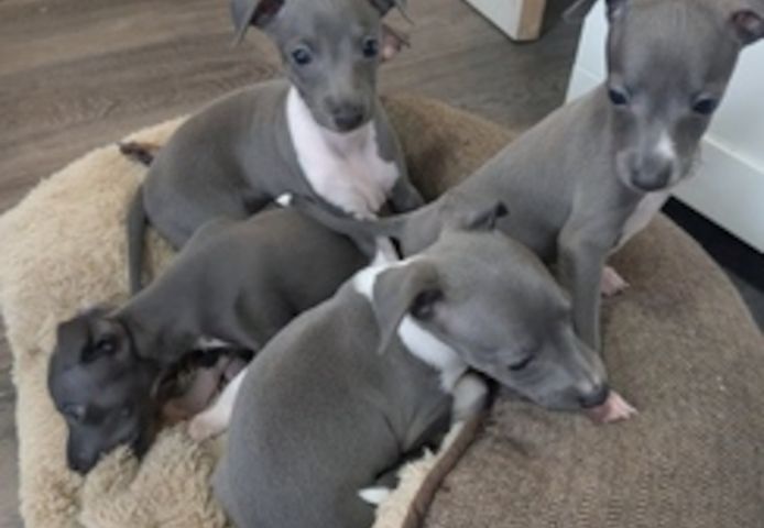 Italienische Windspielwelpen