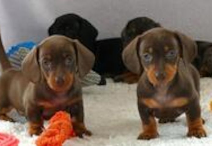 Zwergdackelwelpen