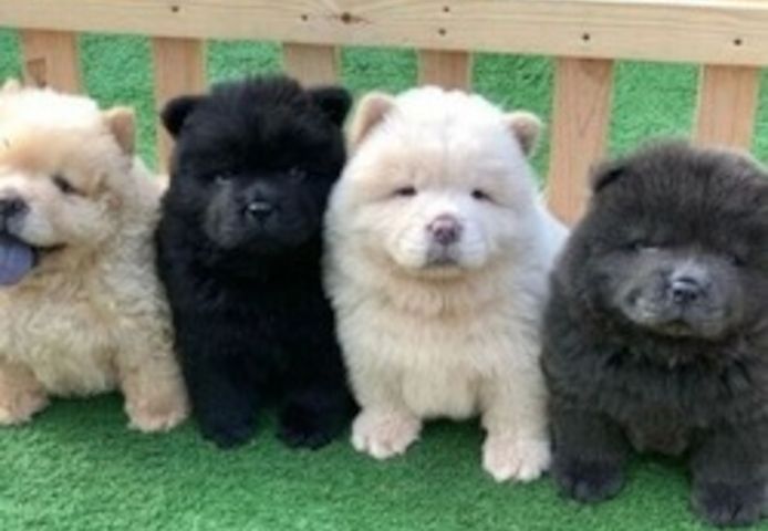 Chow-Chow-Welpen