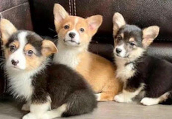 Pembroke Welsh Corgi Welpen