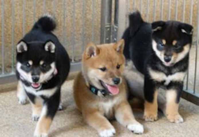 Shiba-Inu-Welpen