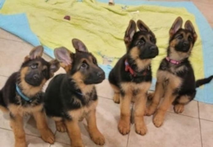 Deutsche Schäferhundwelpen